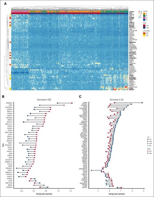 NliG-motif drives FL cells from light to dark zone type GC B cells. (A) Most variable genes between NliG motif–positive and NliG motif–negative cells (58 genes) were used for unsupervised clustering. The top row depicts the Seurat cluster for each cell, and second row shows BCR NliG motif status. Vertical annotation (primary y-axis) depicts DZ (orange) and LZ (yellow) genes in healthy GC B cells (gene names in bold on secondary y-axis). (B-C). Average gene expression in the pseudobulk of NliG motif–positive and NliG motif–negative single cells. Genes were analyzed that were significantly differentially expressed in single cell data and were characteristic for DZ (B) and LZ (C) GC B cells. Sets of genes were obtained from data published by Victora et al5 (vict), Milpied et al6 (mil), Michaelsen et al15 (mich), or Tripodo et al16 (trip). pos, positive; neg, negative.