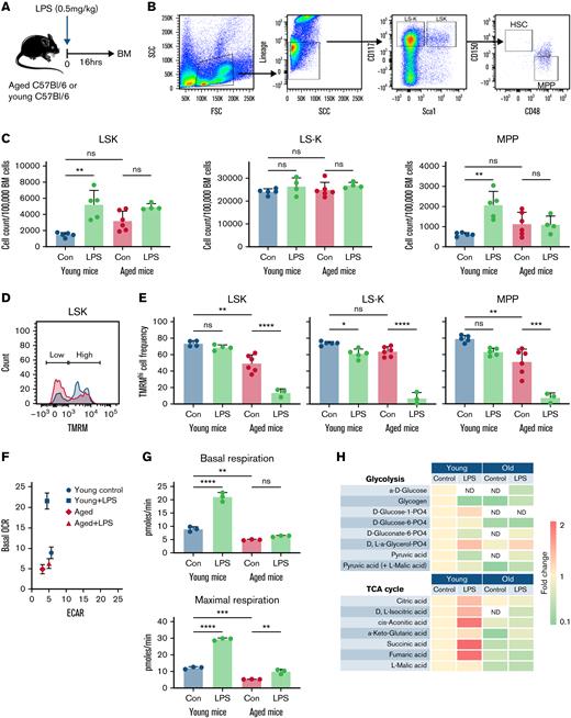 Hematopoietic progenitors from aged mice exhibit an impaired metabolic response to LPS treatment. (A) Schematic of the experiment. Young (8-12 weeks) and aged (18-24 months) C57Bl/6 mice were treated with 0.5 mg/kg LPS or vehicle control. After 16 hours, they were killed and their BM isolated. (B) Flow cytometry gating strategy and for LSK, LS-K, MPP, and HSC (Lin–, Sca1+, cKit+, CD150+, CD48–) populations in aged mice. (C) LSK, LS-K, and MPP cell counts per 100 000 BM cells in young and aged mice after LPS treatment compared with control mice. (D) Example of TMRMhi and low cell populations in young (blue) and aged (red) mice and frequencies of TMRMhi LSKs. (E) Frequencies of TMRMhi LSKs, LS-Ks, and MPPs after LPS treatment in young and aged mice. (F) Changes in OCR compared with extracellular acidification rate (ECAR) in LKs isolated from aged and young mice after LPS treatment. (G) Changes in basal and maximal respiration after LPS treatment in LKs from young and aged mice. (H) Results from the Biolog analysis showing the metabolic utilization of glycolytic and TCA cycle substrates by LKs isolated from young and aged mice treated with LPS compared with control mice. Not detected (ND) levels are labeled, and 1 represents no change. ∗P < .05, ∗∗P < .01, ∗∗∗P < .001, ∗∗∗∗P < .0001 using the Mann-Whitney U test or two-way analysis of variance. Con, vehicle control; FSC, forward scatter; SCC, side scatter; ns, not significant.