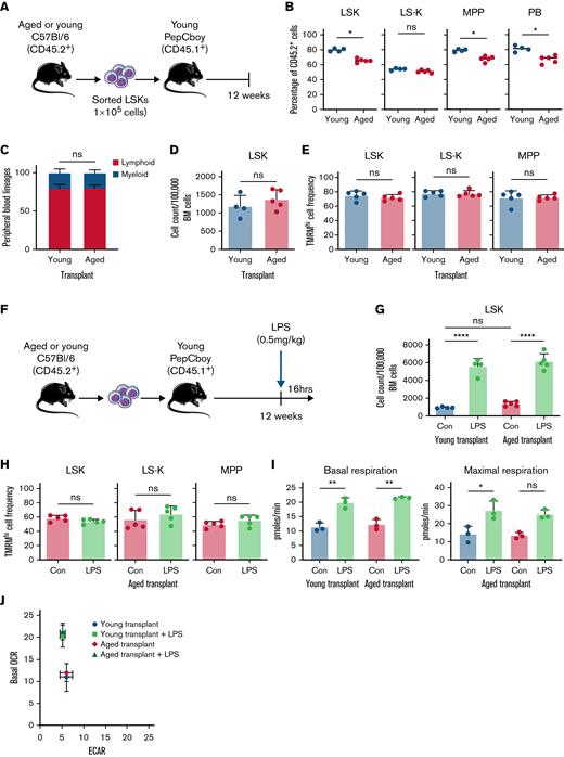 Transplantation of aged LSKs into young mice reverses the aged HPC mitochondrial phenotype. (A) Schematic of the experiment for the adoptive transfer of young and aged LSKs into young mice. BM was isolated from young and aged C57Bl/6 mice (CD45.2+), and LSKs were separated by FACS. They were transplanted into young PepCboy mice (CD45.1+). At 12 weeks, mice were killed, their BM was isolated, and terminal blood samples were taken. Flow cytometry was used to assess the engraftment. (B) Percentage of CD45.2+ engrafted LSKs, LS-Ks, MPPs, and PB cells in mice transplanted with LSKs from either young or aged mice. (C) Analysis of PB lineages was performed to evaluate the proportion of lymphoid (CD3+ B220+) and myeloid (Gr1+ CD11b+) cells in mice transplanted with LSKs from young or aged mice. (D) CD45.2+ LSK cell counts per 100 000 BM cells in mice transplanted with LSKs from young or aged mice. (E) Frequency of CD45.2+ TMRMhi LSKs, LS-Ks, and MPPs isolated from mice 12 weeks after transplant with young or aged LSKs. (F) Schematic of the experiment. After engraftment of LSKs from aged C57Bl/6 mice was confirmed in the young PepCboy recipients at 12 weeks, the transplanted PepCboy mice were treated with 0.5 mg/kg LPS or vehicle control. After 16 hours, their BM was isolated, and analysis was conducted on CD45.2+ engrafted cells. (G) Number of LSKs in mice transplanted with aged LSKs and then treated with LPS or vehicle control. (H) Frequency of TMRMhi LSKs, LS-Ks, and MPPs from control and LPS-treated mice. (I) Basal and maximal respiration of LKs after LPS treatment compared with controls, measured by Seahorse metabolix flux analysis. (J) Changes in OCR compared with extracellular acidification rate (ECAR) in control and LPS-treated mice previously transplanted with LSKs from aged mice. ∗P < .05, ∗∗P < .01, ∗∗∗∗P < .0001 using the Mann-Whitney U test or two-way analysis of variance. Con, vehicle control; ns, not significant.