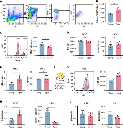 Aged MSCs accumulate mitochondria with low membrane potential, resulting in a senescent phenotype. BM was isolated from young and aged C57Bl/6 mice. (A) Gating strategy for MSCs. (B) MSC counts per 100 000 BM cells from young and aged mice. (C) Representative flow plot of TMRMhi and TMRM low MSC populations in young (blue) and aged (red) mice and comparison of TMRMhi MSC frequency. (D) Mean fluorescent index (MFI) of MTG in MSCs from young and aged C57Bl/6 mice was measured by using flow cytometry, and mitochondrial DNA content was measured relative to genomic DNA by using TaqMan PCR. (E) MSCs were separated by FACS, and gene expression of p16 and p21 was measured by RT-qPCR; expression relative to glyceraldehyde-3-phosphate dehydrogenase (GAPDH) is shown. (F) Schematic of p16-tdTom mouse model in which p16INK4a promotor is linked to tdTom, allowing detection of cells expressing p16 by flow cytometry. (G) Representative flow plot of tdTom expression in young and aged mice and comparison of MFI. (H) Gene expression of IL-6, relative to GAPDH, in MSCs from young and aged mice separated by FACS. (I) Gene expression of laminin B1, relative to GAPDH, in MSCs from young and aged mice separated by FACS. (J) Gene expression of p16 and p21, relative to GAPDH, in LSKs separated by FACS. ∗P < .05, ∗∗P < .01 using the Mann-Whitney U test or two-way analysis of variance. FSC, forward scatter; ns, not significant; SSC, side scatter.