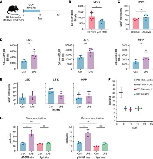 Selective depletion of senescent cells in the BM niche. (A) Schematic of the experiment. Aged p16-3MR mice and C57Bl/6 mice were treated with 25 mg/kg of GCV for 5 days followed by a recovery period of 7 days. (B) Number of MSCs and in C57Bl/6 or p16-3MR mice after treatment with GCV. (C) Frequency of TMRMhi MSCs in C57Bl/6 or p16-3MR mice treated with GCV. (D) p16-3MR mice were first treated with GCV as before and after the 7-day recovery period they were treated with LPS 0.5 mg/kg; they were killed at 16 hours. Flow cytometry was used to determine cell numbers of LSKs, LS-Ks, and MPPs. (E) Flow cytometry was used to measure the frequency of TMRMhi LSKs, LKs, and MPPs. (F) Seahorse metabolic flux analysis was used to measure OCR in aged p16-3MR and C57Bl/6 mice after GCV treatment followed by LPS or vehicle control. Change in OCR compared with extracellular acidification rate (ECAR) is shown. (G) Changes in basal and maximal respiration. ∗P < .05, ∗∗P < .01 using the Mann-Whitney U test or two-way analysis of variance. Con, vehicle control; ns, not significant.