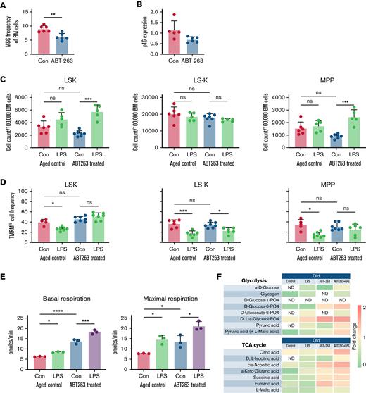 Treatment with the senolytic ABT-263 allows recovery of HPC mitochondrial health in aged BM. Aged C57Bl/6 mice were treated with 100 mg/kg ABT-263 or vehicle control for 7 days followed by treatment with 0.4 mg/kg LPS or vehicle control. They were killed after 12 hours and their BM isolated. (A) MSC frequency in ABT-263–treated aged mice compared with age-matched control mice. (B) MSCs were FACS-purified, and gene expression of p16 was measured by using RT-qPCR, relative to glyceraldehyde-3-phosphate dehydrogenase, in aged mice treated with ABT-263 or vehicle control. (C) Cell number of LSKs, LS-Ks, and MPPs in aged control mice and ABT-263–treated mice with or without LPS treatment. (D) Flow cytometry was used to measure the frequency of TMRMhi LSKs, LS-Ks, and MPPs after LPS treatment in ABT-263–treated C57Bl/6 mice and age-matched control mice. (E) Changes in basal and maximal respiration measured by Seahorse metabolic flux analysis. (F) Biolog analysis of glycolytic and TCA cycle substrates in aged mice and ABT-263–treated aged mice after LPS treatment compared with control mice. Not detected (ND) levels are labeled, and 1 represents no change. ∗P < .05, ∗∗P < .01, ∗∗∗P < .001, ∗∗∗∗P < .0001 using the Mann-Whitney U test or two-way analysis of variance. Con, vehicle control; ns, not significant.