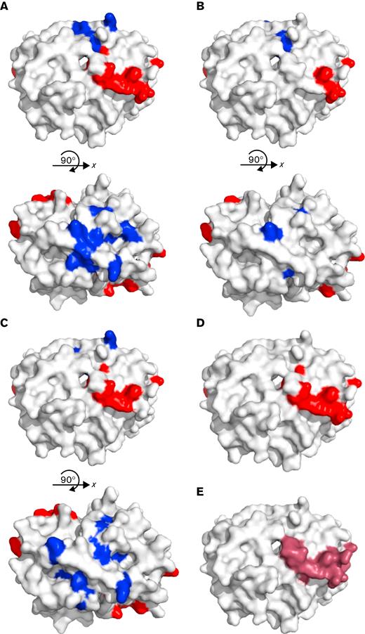 Alanine scanning mutagenesis was used to map epitopes of amino acids on PF4 that are critical for binding antibodies from patients 1, 2, and 3. (A) Patient 1, (B) patient 2, and (C) patient 3 showed that there is a binding region (red) that aligns with (D) the previously described VITT binding region for ChAdOx1 nCoV-19 (AstraZeneca) vaccination (red, R22, H23, E28, K46, N47, K50, K62, K66) and within (E) the heparin-binding region on PF4 (purple). All 3 patients also have additional amino acids that are important in binding that correspond to the PF4 binding site of typical HIT (blue). However, patient 2 only had 3 additional amino acids outside the typical VITT binding site. Antibody epitopes usually comprise 5 to 8 amino acids; therefore, although important binding amino acids were found in the typical HIT site, there are not enough amino acids to constitute a full epitope. Because patient antibodies are polyclonal, it is possible that the pool of antibodies that binds outside the typical VITT site has either a lower titer or a weaker affinity that cannot be differentiated in the assay. Images are modified from Protein Data Bank file 1RHP.