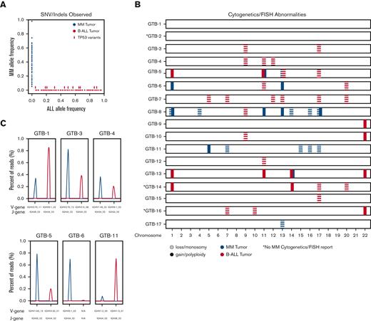 Comparison of variants observed in MM and B-ALL for all samples based on data availability (seeTable 1). (A) Scatter plot indicating the VAFs for B-ALL (x-axis) and MM (y-axis) tumors (supplemental Table 1 for eligible samples and supplemental Table 2 for eligible variants). Arrows indicate variants in the TP53 gene. (B) Chromosome/FISH abnormalities between B-ALL (red) and MM (blue) tumors. Each row represents a single sample. Solid lines indicate gain or polyploidy in the associated chromosome (x-axis). Dashed lines indicate loss or monosomy in the associated chromosome (x-axis). (C) Top clone IgH analysis is plotted for B-ALL (red) and MM (blue) tumors. V-gene and J-gene alleles are provided on the x-axis. Peak height indicates clonality percentage based on sequencing reads.