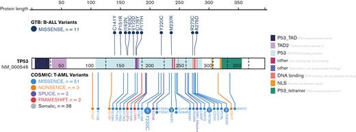 Assessment of TP53 variants observed on custom sequencing or WES for secondary B-ALL samples. Variant lolliplot shows the 11 TP53 missense variants identified in the 17 B-ALL samples with whole exome or capture sequencing. Catalogue of Somatic Mutations in Cancer TP53 variants associated with therapy related to acute myeloid leukemia are also shown below the gene.