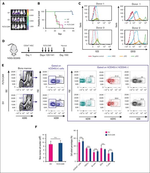 FLT3 CAR NK-92 cells prolong the survival of mice that received human AML cell grafts but do not reject HSCs and their repopulation. (A) Bioluminescence imaging of NSG mice bearing human AML. NSG mice were inoculated with luciferase-expressing FLT3+ MOLM-13 AML cells via tail vein injection (day 0). Mice were injected on days 7 and 14 with 1 × 107 unmodified NK-92 cells (NT), EV NK-92 cells, or FLT3 CAR NK-92 cells, followed by imaging of mice on day 20. (B) Mice bearing MOLM-13 cells treated with unmodified NK-92 cells, EV NK-92 cells, or FLT3 CAR NK-92 cells. Overall survival was estimated using Kaplan-Meier survival curves (n = 5 for each group). (C) Expression of FLT3 and CD123 on the surface of CD34+ HSCs and DCs including the plasmacytoid DC (pDC) and the conventional DC (cDC). (D) Scheme of the in vivo experiment assessing the impact of FLT3 CAR NK-92 on CD34+ HSC and differentiated cells. On day 1, 5 × 105 human CD34+ HSCs were simultaneously IV injected into NSGS mice that express human IL-3, granulocyte-macrophage colony–stimulating factor, and stem cell factor. Four months later, mice were IV injected with either 5 × 106 FLT3 CAR NK92 cells or 5 × 106 EV NK92 cells weekly for 4 doses, and then mice were sacrificed on day 150 (n = 5 mice for each group). (E) At the time of euthanization, human CD34+ HSCs and their differentiation as measured based on the presence of mature lymphocytes and myeloid cells in the BM were assessed. Human CD45+ and CD34+ cells were counted as engrafted cells derived from human HSCs. A representative example of human CD45+CD34+, CD45+CD34−CD19+, CD45+CD34−CD11c+, and CD45+CD34−CD3+ from the BM is shown, defining human HSCs, B cells, DCs, and T cells, respectively. (F) Cumulative flow cytometric data are shown, demonstrating no difference in absolute cell number of total human CD45+ cells or the percentages of HSCs, B cells, DCs, or T cells as defined earlier, between mice infused with FLT3 CAR NK-92 cells and those with EV NK-92 cells. Data are presented as mean ± standard error of the mean (SEM). ∗∗P < .01. n.s., not significant.