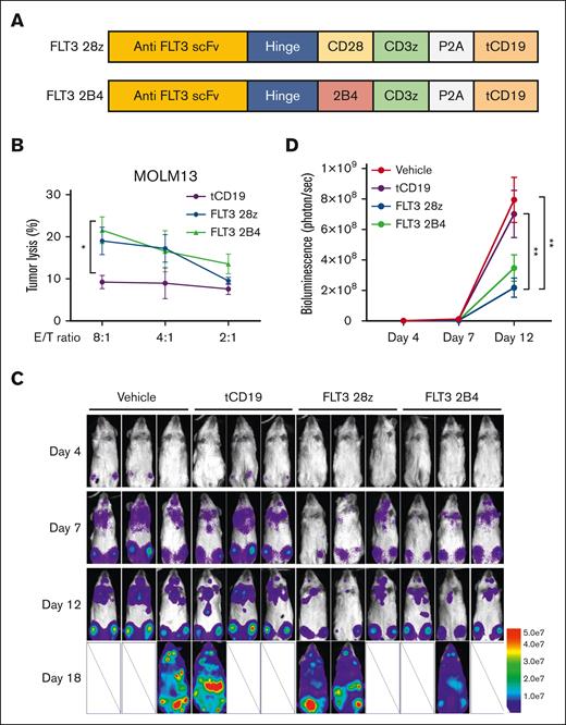 Functional comparison of CD28 and 2B4 intracellular signaling domain of FLT3 CAR in primary cord blood NK cells. (A) Scheme of the FLT3 CAR constructs containing CD28 or 2B4 as the intracellular costimulatory domain. tCD19 is coexpressed to serve as a marker. (B) Functional assessment of the FLT3 CAR NK cells against FLT3+ MOLM-13 AML cells using a 4-hour Cr-51 release assay under the indicated effector-to-target (E:T) ratio. NK cells only expressing tCD19 serve as a control group (n = 3 donors). (C) Time-lapse luciferase imaging of AML mouse model established by an infusion of MOLM-13 AML cells expressing luciferase (MOLM-13_luc, 2 × 105 cells per mouse) with a single dose of indicated treatments, administered 2 days after tumor implantation (5 × 106 cells per dose). (D) Quantification of the ventral bioluminescence images (n = 3 mice). Data are shown as mean ± SEM. ∗P < .05;∗∗P < .01. scFv, single-chain variable fragment.