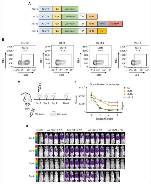 Assessment of in vitro and in vivo persistence of different forms of IL-15 expressed in primary human cord blood NK cells. (A) Scheme of various constructs, each containing luciferase as well as tCD19 to serve as a parental control. Of the 4 constructs, 3 contain IL-15: sIL-15, sIL-15c, and mIL-15. The transgenes are separated by a P2A or T2A sequence, as indicated. (B) The transduction efficiency of each construct in NK cells was represented by the coexpressed tCD19. (C) A scheme of validating the persistence of the transduced NK cells in vivo. Human NK cells (4 × 106 cells per dose) that carry the luciferase gene with or without the various forms of IL-15 were administered into NSG mice via tail vein injection. NK persistence was monitored by bioluminescence imaging (BLI) (n = 4 mice per group). (D) Ventral BLI was performed on days 0, 2, 4, and 8 to monitor NK cell persistence. Due to an accident in operation, 1 mouse of sIL-15c was found dead before imagining on day 8. (E) Quantification of the ventral bioluminescence images. Data are shown as mean ± SEM; ∗∗∗P < .001. TM, transmembrane.