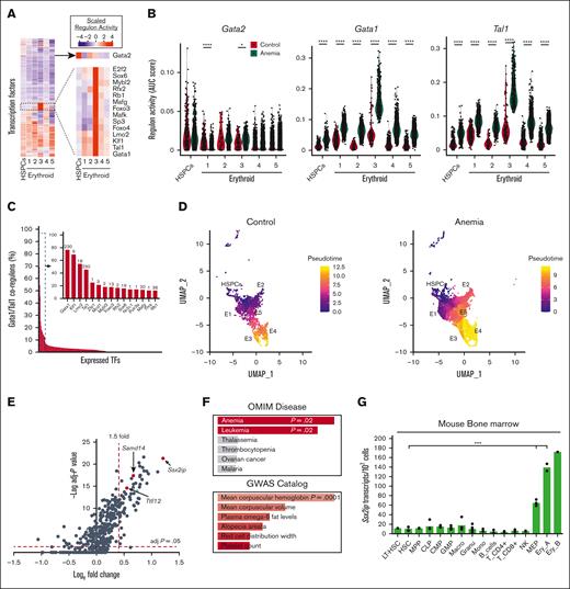 Anemia increased regulon activity of EGA TFs. (A) Heatmap of scaled regulon activity scores based on the coexpression of predicted target genes and TF recognition motif enrichment, in HSPC and erythroid clusters. Inset: heatmap of GATA2 regulon activity and a cluster of regulons (including GATA1) with high activity in E3 cells. (B) Violin plot of GATA2, GATA1, and TAL1 regulon activity scores in every cell of HSPCs and erythroid clusters. Red, control; and blue, PHZ. Statistics were calculated using Wilcoxon test. (C) Bar graph depicting percentage of shared regulon activity between individual TFs (ranked per the order of shared activity) with the GATA1/TAL1 coregulons. All TFs with triregulon overlap of more than 10% are shown (inset). Complete list of TFs are given in supplemental Table 4. (D) UMAP representation of HSPC and erythroid cells from control and anemia samples that are color-coded based on pseudotime projections from Monocle3. (E) Volcano plot of all EGA GATA/TAL1-occupied genes in E3. Significantly upregulated genes were selected based on fold change >1.5 and adjusted P < .05. Red dots indicate Ssx2ip, Samd14, and Ttll12. (F) Enrichr analysis of 65 anemia upregulated genes associated with S14E-like enhancers, using data from the OMIM and GWAS catalog. (G) Bar graph quantitation of Ssx2ip expression level in sorted populations of hematopoietic cells isolated from mouse bone marrow, as described by Lara-Astiaso et al.21 Statistical significance was determined using two-tailed unpaired Student t test. ∗P < .05; ∗∗∗P < .001; ∗∗∗∗P < .0001. CLP, common lymphoid progenitor; CMP, common myeloid progenitor; EryA, Ter119+CD71+FSChigh; EryB, Ter119+CD71+FSClow; HSC, hematopoietic stem cells; GMP, granulocyte monocyte progenitor; LT-HSC, long-term hematopoietic stem cells; MEP, megakaryocyte erythroid progenitor; MF, macrophage; MPP, multipotent progenitors; NK, natural killer cells; OMIM, Online Mendelian Inheritance in Man.