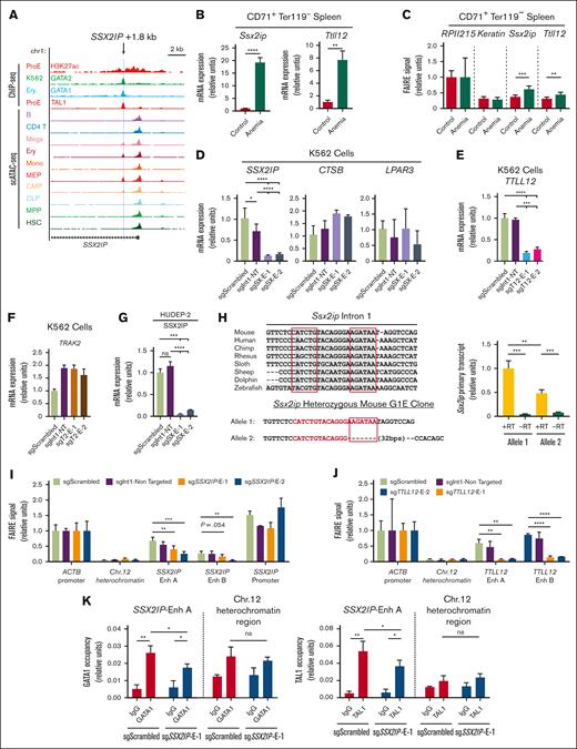 Anemia-activated cis elements are functional E-box–GATA enhancers. (A) Published data of chromatin occupancy and accessibility at the human SSX2IP locus shown in UCSC Genome Browser. Profiles from ChIP-sequencing of H3K27ac (GSM1278239) and TAL1 (GSM1278241) in human bone marrow derived proerythroblasts (ProE), GATA2 (GSM467648) in K562 cells, GATA1 (GSM935465) in human peripheral derived blood-erythroblast (Ery.), and single-cell ATAC-seq peak in human hematopoietic cell types (GSE74310). Light blue line indicates the E-box–GATA sequence. (B) Quantitation of Ssx2ip and Ttll12 mRNA in mouse CD71+ Ter119− spleen cells. Control, untreated WT mouse. Anemia, 3 days after PHZ treatment. (C) FAIRE signal at RPII215, Keratin, Ssx2ip, and Tttl12 loci in mouse mouse CD71+ Ter119− spleen cells. (D) Quantitation of human SSX2IP mRNA and its adjacent genes CTSB and LPAR3 mRNA in GFP+ K562 cells infected with CRISPRi/dCas9-KRAB lentivirus containing sgRNAs targeting Scrambled (sgScrambled), same-intron control (sgInt1-NT), and 2 distinct sequences in the SSX2IP + 1.8 (sgSX-E-1 and sgSX-E-2). (E) Quantitation of human TTLL12 mRNA in GFP+ K562 cells infected with CRISPRi/dCas9-KRAB lentivirus containing sgRNAs targeting Scrambled (sgScrambled), same-intron control (sgInt1-NT), and 2 distinct sequences in the TTLL12 + 3.4 (sgT12-E-1 and sgT12-E-2). (F) Quantitation of human TRAK2 mRNA in GFP+ K562 cells infected with CRISPRi/dCas9-KRAB lentivirus containing sgRNAs targeting Scrambled (sgScrambled), same-intron control (sgInt1-NT), and 2 distinct sequences in the TRAK2 + 3.4 (sgT2-E-1 and sgT2-E-2). (G) Quantitation of human SSX2IP mRNA in GFP+ human umbilical cord blood–derived erythroid progenitor 2 (HUDEP-2) cells infected with CRISPRi/dCas9-KRAB lentivirus containing sgRNAs targeting Scrambled (sgScrambled), same-intron targeting control (sgInt1-NT), and 2 distinct sequences in the TRAK2 + 1.8 (sgSX-E-1 and sgSX-E-2). (H) (Left) Evolutionary conservation of E-box–GATA sequence in mouse, human, and other species. Sequence validation of a CRISPR/Cas9-generated heterozygous deletion in mouse G1E cells. (Right) Allele-specific primary transcript expression at Ssx2ip in heterozygous mouse G1E cells. (I-J) FAIRE signal of CRISPRi in human K562 cells in ACTB-promoter open region control, Ch12 heterochromatin closed region control and (I) SSX2IP E-box–GATA region, SSX2IP promoter region and (J) TTLL12 E-box-GATA region. Enh A and B are 2 sets of primer targeting the same region. Error bars represent SD. ∗P < .05 (two-tailed unpaired Student t test). (K) Quantitative ChIP analysis of GATA1 and TAL1 in K562 cells expressing CRISPRi with sgScrambled or sgSsx2ip-E1 RNAs (n = 3). ∗P < .05; ∗∗P < .01; ∗∗∗P < .001. B, B cell; CD4 T, CD4+ T cell; CLP, common lymphoid progenitor; CMP, common myeloid progenitor; CRISPRi, CRISPR interference; Ery, Ter119+ erythroid cell; GFP, green fluorescent protein; HSC, hematopoietic stem cells; Mega, megakaryocyte; MEP, megakaryocyte erythroid progenitor; Mono, monocytes; MPP, multipotential progenitors; −RT, no reverse transcriptase; SD, standard deviation; WT, wild-type.