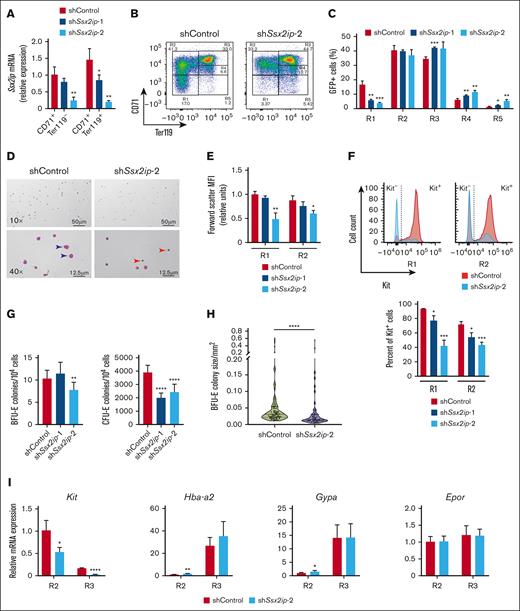 Ssx2ip knock down impairs the function of erythroid precursors in regenerative erythropoiesis. (A) Quantitation of Ssx2ip mRNA level in cells after retroviral infection with nontargeting shControl or 2 shRNAs targeting Ssx2ip transcript (shSsx2ip-1 shSsx2ip-2) cells. Sorted GFP+CD71+Ter119− and GFP+CD71+Ter119+ populations are shown. (B) Flow cytometric gating using anti-CD71 and anti-Ter119 antibodies in PHZ-treated, lineage-depleted spleen cells after retroviral infection with shControl or shSsx2ip-2. R1 to R5 represent distinct stages of erythroid maturation. (C) Quantitation from R1 to R5 percentages in knockdown cells (N = 3). (D) Wright-Giemsa staining of GFP sorted spleen cells infected with shControl or shSsx2ip-2. Arrows represent prominent cell morphologies in each culture. (E) Quantitation of forward scatter (FSC) relative MFI in R1 and R2 cell populations. (F) Representative histograms (left) and quantitation (right) of Kit fluorescence intensity in knockdown or control GFP+ R1 and R2 cells. (G) Quantitation of BFU-E (counted on day 5) and CFU-E (counted on day 2) in GFP sorted shControl or shSsx2ip-2-expressing cells cultured in methylcellulose media containing SCF and Epo (N = 4). (H) Violin plot of BFU-E colony size (mm2) in GFP sorted shControl or shSsx2ip-2-expressing cells cultured in methylcellulose media containing SCF and Epo (N = 6). Each dot represents 1 colony. Solid line indicated median and dashed line indicated quartiles. (I) mRNA expression of erythroid-related genes Kit, Gypa, and EpoR in GFP-sorted R2 or R3 cells infected with shControl or shSsx2ip-2–expressing retrovirus (N = 3). Error bars represent SD. ∗P < .05 (two-tailed unpaired Student t test). SCF, stem cell factor.