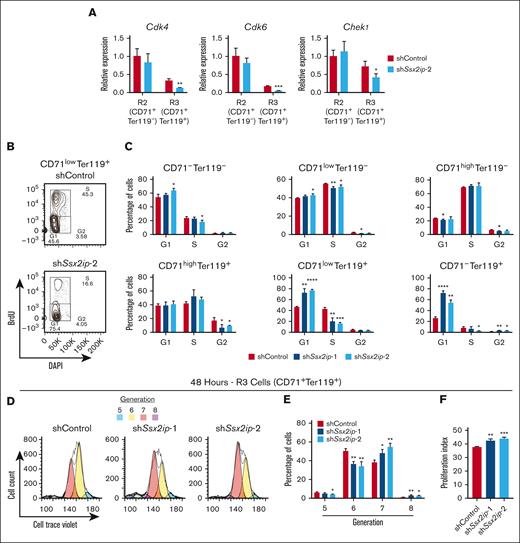 Ssx2ip regulates erythroid progenitor cell cycle progression and proliferation. (A) mRNA expression of cell cycle regulatory genes Cdk4, Cdk6, and Chek1 in GFP-sorted CD71+Ter119− (R2) and CD71+Ter119+ (R3) cells infected with shControl or shSsx2ip-2-expressing retrovirus. (B) Representative flow cytometric gating of lineage-depleted spleen cells infected with shControl or shSsx2ip-2-expressing retrovirus, cultured for 3 days, and incubated with BrdU for 1 hour. Ter119+ cells were stained with DAPI, anti-CD71 and anti-BrdU antibodies. (C) Quantitation of percentage of G1/S/G2/M-phase cells (from Figure 5A) in CD71−Ter119−, CD71lowTer119−, CD71highTer119−, CD71highTer119+, CD71lowTer119+, and CD71−Ter119+ subpopulations. (D) Representative plots depicting ModFit analysis of cell proliferation generations (in different colors) after 48 hours using CellTrace Violet. R3 population is shown. (E) Quantitation of percentage of cells in each cell proliferation generation based on CellTrace Violet. (F) Proliferation index of R3 cells after Ssx2ip knockdown after 48 hours incubation with CellTrace Violet. Error bars represent SD. ∗P < .05 (two-tailed unpaired Student t test).