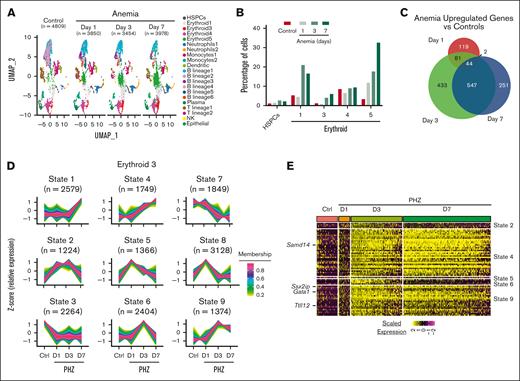 Distinct activities of transcriptional networks/circuits revealed throughout anemia recovery timeline. (A) UMAP representation of scRNA-seq data generated from Kit+ spleen cells isolated from control mice and mice post-PHZ days 1, 3, and 7. Annotation indicates 21 distinct color-coded clusters. (B) Bar graph depicting HSPCs and erythroid-committed percentages relative to total Kit+ cells. (C) Venn diagram indicating the unique and shared upregulated genes in anemia vs control mice at indicated time points. (D) Clustered average expression over 4 time points of all E3-expressed genes. Each of 9 transcriptional states were determined by TCseq (z score represents relative vs average change in transcription level). Color bar of membership values indicate the degree to which data points conform to a transcriptional state. Number of transcripts conforming to each transcriptional state were shown in parentheses. (E) Heatmap of normalized expression level of 65 GATA/TAL1 occupied EGA genes in cells at each time points. Each column represents a single cell.