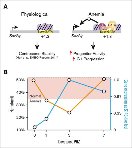 Transcriptional mechanisms of gene activation in regenerative erythropoiesis. (A) Ssx2ip activities are involved in regulating centrosome stability.35 In acute anemia, chromatin accessibility increased at an intronic GATA and TAL1-occupied E-box–GATA element in the Ssx2ip locus. Our model predicts that this element facilitates Ssx2ip upregulation in anemia. Ssx2ip knockdown in erythroid precursors isolated from anemic spleen revealed a role for Ssx2ip in colony formation and cell cycle regulation. (B) Expression levels of genes associated with S14E-like cis elements are inversely correlated with hematocrit levels in PHZ-induced models of acute anemia. Orange line, hematocrit levels; blue line, relative Ssx2ip expression.