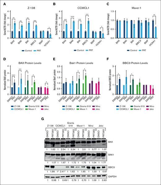 PRMT5 inhibition promotes apoptosis through the transcription and translation of proapoptotic genes. qPCR measurement of the transcripts of select BCL-2 family genes in (A) Z-138, (B) CCMCL1, and (C) Maver-1 after 72 hours of 100 nM PRT382 treatment. Quantification of (D) BAX, (E) BAK1, and (F) BBC3 (Puma) protein levels with 6 days of PRT382 treatment. (G) Representative western blot of 6 MCL cell lines after treatment with 6 days of PRT382 or DMSO showing the levels of BAX, BAK1, and BBC3 including their cleaved forms. PRT382 doses are as follows: Z-138 150 nM, CCMCL1 100 nM, Granta 519 50 nM, Maver-1 1 μM, Mino 450 nM, and Jeko 300 nM. Note: BBC3 expression in CCMCL1 is extremely low compared with the other cell lines; an overexposed blot with CCMCL1 bands can be found in supplemental Figure 9. A student t test was used to determine significance for panels A-F. ∗P < .05; ∗∗P < .01; ∗∗∗P < .001; ∗∗∗∗P < .0001.