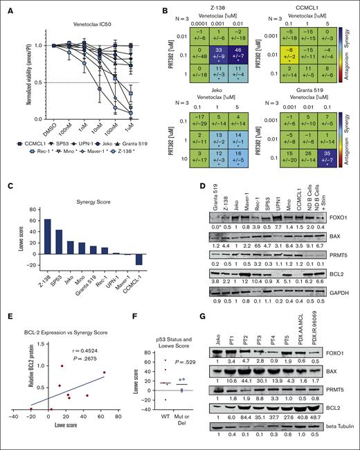 Six of 9 MCL cell lines show synergistic killing with treatment with PRT382 and BCL-2 inhibition, venetoclax. (A) IC50 of 9 MCL cell lines measured with annexin V/PI and flow cytometry after 72 hours of treatment with venetoclax. Cell lines with an IC50 below 1 μM are starred and considered sensitive. (B) Synergy matrices calculated through Combenefit54 using the Lowe model of synergy. Values below −10 are antagonistic, −10 to 10 are additive, and values over 10 are synergistic. Significance is shown by stars at the bottom of each box. ∗P < .05; ∗∗P < .01; ∗∗∗ P < .001. (C) Single synergy values calculated from at least 3 separate replicates for each cell line. The same levels of synergy are used as with the synergy matrices. (D) Western blot showing the baseline levels of key proteins in MCL cell lines and normal donor B Cells (ND B cells) without and with IgG stimulation. Values are corrected by the loading control and normalized to Jeko. (E) The correlation between the baseline level of BCL-2 protein and the Lowe score seen across the MCL cell lines (Maver-1 was censored as an outlier). (F) Correlation between P53 status and synergy score. (G) Western blot showing the baseline levels of key proteins in Jeko, 5 primary patient peripheral blood mononuclear cells (PBMCS), and 2 PDX murine models of MCL. Values are corrected by the loading control and normalized to Jeko. A Spearman correlation (E) or Student t test (F) was used to determine significance P < .05; ∗∗P < .01 ∗∗∗P < .001.