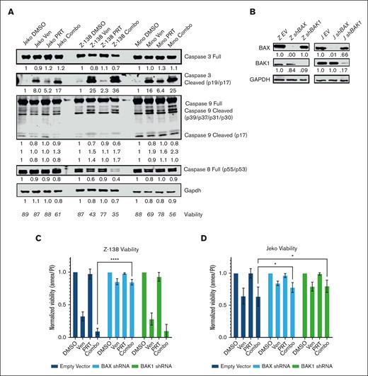 Synergistic intrinsic apoptosis is dependent on the BAX protein. (A) Western blot showing caspase activity with control, single agent, and combo-treated Jeko, Z-138, and Mino MCL cell lines (4 days of exposure). Jeko doses PRT382 at 300 nM, venetoclax at 1 μM, Z-138 doses PRT382 at 150 nM, venetoclax at 10 nM, Mino doses PRT382 at 450 nM, venetoclax at 10 nM. Caspase cleavage was used as an indication of activity, with caspase 8 being indicative of extrinsic apoptosis, caspase 9 of intrinsic apoptosis, and caspase 3 of general apoptosis. (B) Western blots showing the knockdown of BAX and BAK1 proteins after transfection with shRNA against these transcripts in Z-138 and Jeko cells. Values are adjusted by glyceraldehyde-3-phosphate dehydrogenase (GAPDH) and normalized to the empty vector control. (C) Viability of Z-138 and (D) Jeko knockdown variants with control, single agent, or combo treatment for 4 days. Doses as in panel A. At least 3 replicates were completed, and data were measured with annexin V/PI staining and flow cytometry. A 2-way analysis of variance with multiple comparisons was used to determine statistical significance for panels C-D. ∗P < .05; ∗∗P < .01; ∗∗∗P < .001; ∗∗∗∗P < .0001.