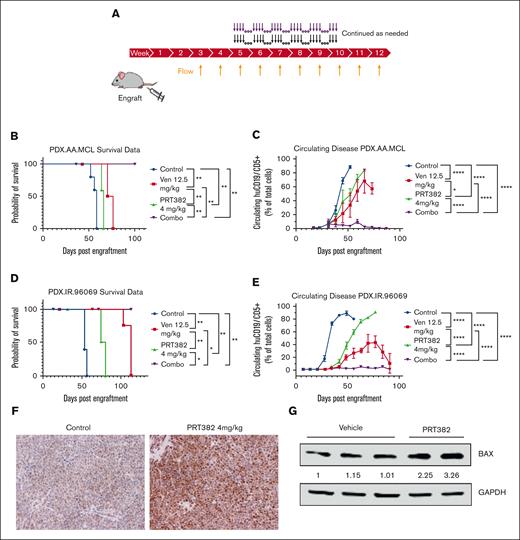 Combination treatment with PRT382 and venetoclax is synergistic in vivo. (A) Schematic showing the setup of in vivo experiments. Mice were engrafted on day 0, and weekly bleeds with flow cytometry were used to assess the circulating disease burden. Once ∼1% of the circulating lymphocytes were MCL cells (huCD5+/huCD19+), treatment began. Mice were treated with each single agent or the combination for 4 days on, 3 days off. (B) Kaplan-Meier curve showing survival of the PDX.AA.MCL model. Median survival was 58 days for vehicle, 63 days for PRT, 73 days for venetoclax, and the combo did not reach a median survival by the experiment’s end of 101 days P < .0001. (C) A graph of circulating disease burden over time in the PDX.AA.MCL model is measured as a percentage of huCD5+/huCd19+ cells in the lymphoid compartment. (D) Kaplan-Meier curve showing the survival of the PDX.IR.96069 model. The median survival was 53 days for vehicle and 77 days for PRT. The venetoclax and combo groups did not reach a median survival by the experiment’s end at 104 days. (E) A graph of circulating disease burden over time in the PDX.IR.96069 model measured as a percentage of huCD5+/huCd19+ cells in the lymphoid compartment. (F) Immunohistochemistry of FOXO1 (brown) of a control and PRT382-treated mouse spleen. Scale bars, 100 μm. (G) Western blot showing BAX expression of cells from vehicle or PRT382-treated mice. Values are adjusted by GAPDH loading control and normalized against lane 1. A log-rank test for trend was performed on the survival data in panels B,D. Generalized estimating equations with an autoregressive correlation structure were used to compare the disease burden over time in panels C,E. ∗P < .05; ∗∗P < .01; ∗∗∗P < .001; ∗∗∗∗P < .0001.