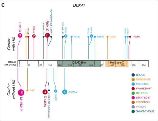 HHM genomics cohorts. Germ line variants in the HHM cohorts were visualized using the ProteinPaint web application.30 Carriers-with HM cohorts (diagnosed with HM) are visualized above the protein. Carriers-without HM cohorts (no HM diagnosis) are below the protein. Variants (displayed as protein changes where possible) are color coded by variant type. The number of individuals with each variant is indicated within the circle when the number is greater than 1. (A) Germ line RUNX1 (66 carriers-without HM and 52 carriers-with HM individuals); (B) Germ line GATA2 (9 carriers-without HM and 13 carriers-with HM individuals); and (C) Germ line DDX41 (22 carriers-without HM and 29 carriers-with HM individuals) cohorts.