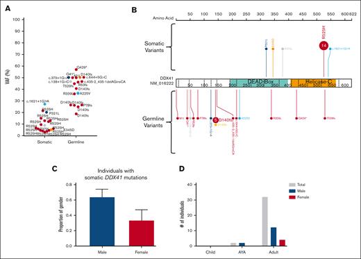 A somatic variant in DDX41 is the most common event in the germ line DDX41 carriers-with HM cohort. (A) Plot of acquired somatic DDX41 variants and associated germ line DDX41 variants. Data points are colored according to the somatic and associated germ line variant observed in the patient. (B) Somatic and germ line DDX41 variants are visualized using the ProteinPaint web application.30 Variants are colored according to the somatic variant and associated germ line variant observed in the patient. The number of probands for each variant is indicated within the circle where the number is greater than 1. All variants are annotated to DDX41; NM_016222.4; LRG_ 1386. (C) The proportion of male and females harboring a somatic DDX41 variant shows no significant difference. (D) Sex and age distribution of individuals with a somatic DDX41; adult ≥40 years, AYA = 15 to 39 years, children ≤14 years. AYA, adolescents and young adults.