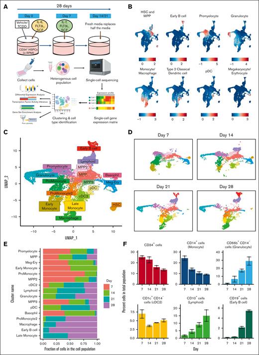 Single-cell transcriptomic analysis reveals development of multiple hematopoietic cell types in an in vitro model of human hematopoietic differentiation. (A) Experimental design: in vitro culture system of hematopoiesis from human cord blood HSPCs and schema of sample processing and data analysis. (B) Different cell types were identified based on expression of a suite of lineage-specific genes (refer to “Methods”). (C) Representation using UMAP of all cells from control group collected over the 28-day period. (D) Development of cell clusters over time is shown. (E) Proportion of cells of each cluster across time. (F) Percent of cells belonging to major cell types that develop from untreated HSPCs were identified using flow cytometry. Error bars show mean ± standard error of the mean from 2 independent experiments. HSC, hematopoietic stem cells; MPP, multipotent progenitors; cDC2, type 2 classical dendritic cells; pDC, plasmacytoid dendritic cells; Meg-Ery, megakaryocyte-erythroid progenitors.