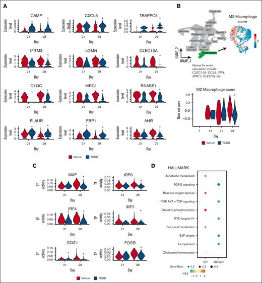 Single-cell transcriptomic analysis shows that the macrophage cluster cells that develop in presence of TCDD have a reduced M2 macrophage signature. (A) Expression of select TCDD-treatment induced differentially expressed genes in macrophages on days 21 and 28; ∗Bonferroni adjusted P value <.05. (B) Macrophage cluster was selected, and an M2 macrophage score was calculated based on expression of several genes (refer to “supplemental Methods”). M2 macrophage score within the macrophage cluster, and across time for vehicle and TCDD-treated groups is shown. Statistical significance of differences in M2 macrophage score between treatments at any time point was calculated using a Wilcoxon rank sum test. ∗P < .05. (C) TF activity (calculated with SCENIC) in the macrophage cluster for selected TFs across time is shown. Statistical significance of differences in TF activity between treatments at any time point was calculated using a Wilcoxon rank sum test. ∗P < .05. (D) GSEA using the Hallmark pathways database shows significantly enriched pathways in cells of the macrophage cluster owing to TCDD treatment at day 28. All enriched pathways have a Benjamini-Hochberg adjusted P value <.05. DOWN, downregulated pathways; NES, normalized enrichment score; UP, upregulated pathways.