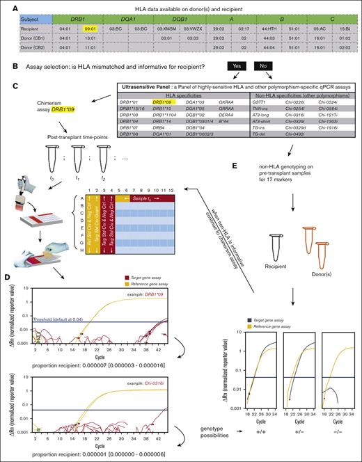 Chimerism assay workflow. (A) HLA data readily available for donor(s) and recipient are analyzed. (B) Assay selection is performed. (C) If an informative HLA marker is available, chimerism assays are planned and run using recipient gDNA samples taken after transplant, typically in 2 reference gene replicates and 6 target replicates (all scalable to accommodate more DNA mass) in plate columns from 5 to 12. (D) Actual examples of an HLA-specific and a non-HLA–specific chimerism are provided; chimerism is quantified based on the ratio of a target to a reference quantity, accompanied by a 95% CI of the measurement. (E) If an informative HLA marker is not available, genotyping for 17 non-HLA markers is conducted on donor(s) and recipient samples taken before transplant; our genotyping assays can distinguish the homozygous (+/+) or heterozygous (+/–) presence of an allele based on quantity comparison vs a reference gene; a non-HLA marker is informative if it is positive in the recipient and negative in the donor(s).