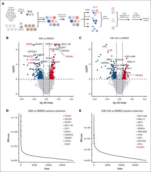 Functional genome-wide CRISPR screen identifies PIK3R1 as being associated with resistance to Notch inhibition and druggable candidate pathways for combination therapies in T-ALL. (A) Schematic representation of the genome-wide LoF CRISPR screen using DND-41 T-ALL cells. (B) Volcano plots depicting genes targeted by sgRNAs that were negatively or positively selected, comparing GSI vs DMSO treatment. Red, adjusted P < .01 and log2 fold change (FC) > 0.6; blue, adjusted P < .01 and log2FC < −0.6. (C) Volcano plots showing genes targeted by sgRNAs that were negatively or positively selected, comparing CB-103 vs DMSO treatment. Red, adjusted P < .01 and log2FC > 0.6; blue, adjusted P < .01 and log2FC < −0.6. (D) Robust rank aggregation (RRA) plots displaying the top 10 enriched sgRNAs, comparing GSI vs DMSO treatment. (E) RRA plots displaying top enriched sgRNAs, comparing CB-103 vs DMSO treatment.