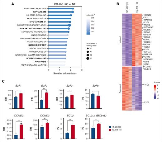 RNA-seq analysis of PIK3R1 KO cells reveals responses to Notch inhibition at transcriptional level. (A) Top significantly enriched hallmark pathways from a gene set enrichment analysis using differential gene expression results of PIK3R1 KO CB-103–treated RPMI-8402 cells compared with NT control CB-103–treated RPMI-8402 cells. (B) Heatmap showing unbiased clustering of changes in gene expression level, comparing PIK3R1 KO CB-103–treated vs NT CB-103–treated RPMI-8402 cells, highlighting key genes involved in E2F targets, PI3K-AKT-mTOR signaling, and apoptosis pathway. (C) Expression of a subset of differentially expressed genes measured as TPM comparing PIK3R1 KO CB-103–treated vs NT CB-103–treated RPMI-8402 cells. Values shown are mean ± SD. One-way ANOVA test; ∗P < .0332; ∗∗P < .0021; ∗∗∗P < .0002. TPM, transcripts per million.