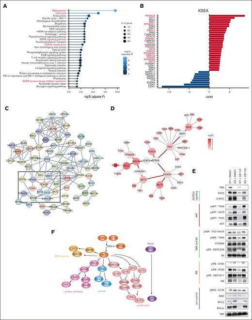 Phosphoproteomics analysis of PIK3R1 KO cells reveals signaling responses to Notch inhibition. (A) Significantly enriched KEGG pathways of proteins with altered phosphorylation sites, comparing PIK3R1 KO CB-103–treated vs NT control CB-103–treated RPMI-8402 cells. Top 30 pathways are shown, solid line color scale indicates adjusted P value, dot size of leading edge displays percentage of genes enriched in corresponding pathways. (B) Kinase substrate–enrichment analysis (KSEA) of phosphorylation profiles, comparing PIK3R1 KO CB-103–treated vs NT CB-103–treated RPMI-8402 cells. Red, kinases with positive z score; blue, kinases with negative z score. (C) Interactions among phosphoproteins within 4 of the top enriched KEGG pathways in panel A: assessing cell cycle, AMPK signaling, cellular senescence, and EGFR tyrosine kinase inhibitor resistance pathways. Line color indicates the strength of interaction (“Confidence” from the STRING database). Key nodes are gated with black rectangle. (D) Detailed plots of key phosphoproteins with annotated phosphosites and corresponding FCs from rectangle area in panel C. Red circle indicates phosphoproteins with phosphorylation changes as log2FC > 1; false discovery rate < 0.05. Gray circle indicates phosphoproteins with phosphorylation sites omitted. Red connecting line, protein interaction from STRING database. Gray radiating line, detailed phosphorylation sites associated with phosphoproteins. (E) Total protein and phosphorylation level of indicated phosphosites by western blotting for key proteins involved in the indicated nodes or pathways: Notch signaling (light blue); AKT (red); S6K and S6 (green); RB (orange); prosurvival signaling (dark blue) in RPMI-8402 NT and PIK3R1 KO cells in response to CB-103. TBP was used as loading control. (F) Model summarizing the key nodes of Notch signaling–inhibition resistance mechanism caused by the loss of PIK3R1. TBP, TATA box-binding protein.