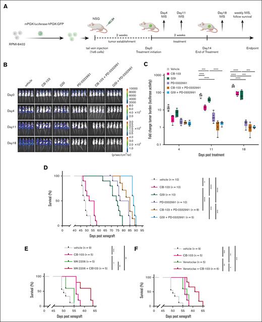 Combination of Notch inhibitors and multiple targeted therapies leads to decreased tumor burden and prolonged survival in human T-ALL cell line xenograft model. (A) Schematic representation of human T-ALL cell line xenograft model and drug treatment study. (B) Representative bioluminescence imaging at days indicated after treatment of each group. (C) Quantification of tumor burden measured by bioluminescent signals at days indicated after treatment of each group, testing Notch inhibitors alone or in combination with PD-0332991. Y-axis shows log10FC of signals on day 11 or day 18 after treatment comparing with initiation of treatment. Data are shown in box and whisker plots showing all data points. One-way ANOVA was performed. (D) Kaplan-Meier survival analysis of NSG mice within each treatment group testing Notch inhibitors, PD-0332991, or in combination. (E) Kaplan-Meier survival analysis of NSG mice within each treatment group, testing CB-103, MK-2206, or in combination. (F) Kaplan-Meier survival analysis of NSG mice within each treatment group, testing CB-103, venetoclax, or in combination. Experiments shown here were performed with the T-ALL cell line RPMI-8402. Log-rank (Mantel-Cox) test; P value as indicated, ∗P < .0332; ∗∗P < .0021; ∗∗∗P < .0002; ∗∗∗∗P < .0001.