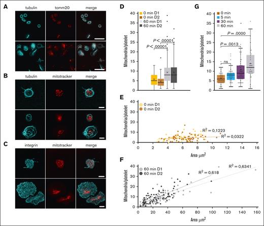 The number of mitochondria per platelet differs between resting and spread platelets. (A) Detection of mitochondria using TOMM20 immunostainings (red). Microtubules were stained using a monoclonal antibody against α-tubulin (cyan). Epifluorescence images of resting (top) and spread platelets (bottom) are shown; scale bar, 10 μm. (B) Detection of mitochondria in platelets incubated for 20 minutes with a mitoTracker (red) before allowing them to spread for 60 minutes on a glass surface and then fixing them (bottom). Resting platelets were fixed in suspension and centrifuged onto PDL-coated coverslips (top). Platelets were then stained for α-tubulin (cyan) and processed for expansion. Maximum intensity projections of confocal image stacks are shown; scale bar, 10 μm, corresponding to 2.5 μm after correction for expansion. (C) Detection of mitochondria in platelets incubated for 20 min with a mitoTracker (red) before allowing them to spread for 60 min on a glass surface and then fixing them (bottom). Resting platelets were fixed in suspension and centrifuged onto PDL-coated coverslips (top). Platelets were then stained for the integrin subunit αIIb (cyan) and processed for expansion. Maximum intensity projections of confocal image stacks are shown; scale bar, 10 μm, corresponding to 2.5 μm after correction for expansion. (D) Quantification of the number of mitochondria in resting platelets after an incubation at 4°C to depolymerize microtubules and in platelets spread for 60 minutes at 37°C on a glass surface using maximal projections of confocal image stacks of unexpanded samples; results for 2 representative donors (D1 and D2) are shown. Data comparison was performed using the 2-tailed Mann-Whitney test. (E) Graph illustrating the number of mitochondria per resting platelet with respect to platelet size (2 representative donors used in panel D). (F) Graph illustrating the number of mitochondria per spread platelet with respect to platelet size (2 representative donors used in panel D). (G) Time course of platelet spreading on a glass surface and quantification of the number of mitochondria per platelet using maximal projections of confocal image stacks of expanded samples. Data comparison was performed using 1-way analysis of variance.