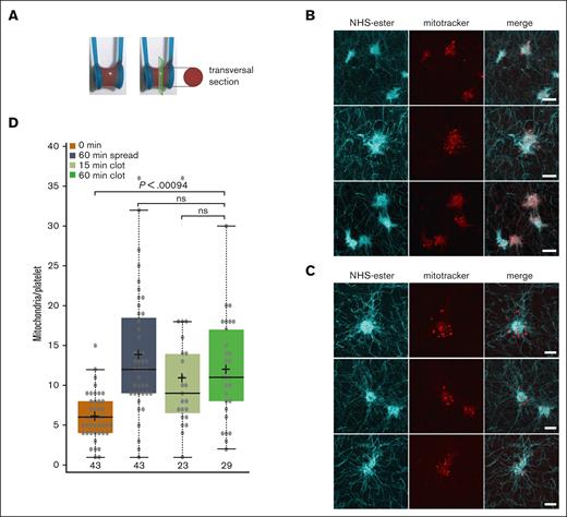 The number of mitochondria in platelets within a clot is similar to that in platelets activated by spreading on a glass surface. (A) Illustration of a clot retraction assay around 2 holders instead of the classical clot retraction assay used in Figures 5 and 7. The strong clot adhesion to both holders allows clot retraction but prevents clot collapse even after prolonged incubation times, thus allowing to visualize individual platelets within the retracted clot as shown in panels B and C. (B) PRP was adjusted to a platelet concentration of 1 × 108/mL with PBS and then preincubated for 30 minutes at RT with mitoTracker (red). Clot formation was then initiated by the addition of thrombin to a final concentration of 2.5 U/mL, and clots were incubated for 15 minutes at 37°C and then fixed, embedded in gelatin, and flash frozen. Transversal clot slices of 14 μm thickness were processed for expansion and then stained using NHS-ester (cyan) to detect the entire platelet dimensions. Shown are maximal intensity projections of confocal image stacks of 3 representative examples, scale bar 10 μm, corresponding to 2.5 μm after correction for expansion. (C) Same conditions as in panel A, but retraction was allowed to proceed for 60 instead of 15 minutes at 37°C. (D) Comparison of the number of mitochondria/platelet in resting and spread platelets (as shown in Figure 1G), with the number of mitochondria per platelet in blood clots after 15 minutes (n = 23; 2 different donors) and 60 minutes (n = 29; 2 different donors) of retraction. Data comparison was performed using 1-way analysis of variance.