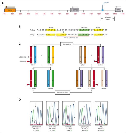 Schematic representation of the novel GATA2 enhancer variant and expression allelic imbalance. (A) Diagram of the GATA2 locus with the relative positions of the GATA2 gene (orange), the minimal translocated super enhancer region,16,17,19,29,30 corresponding to the −110 region enhancer containing the unique A-to-T variant (GRCh38.p7 chr3:128,604,048) and neighboring LINC01565 and RPN genes. (B) Genomic sequence with the RefSeq and novel family variant is indicated (red font). The position of the E-box (yellow highlight), GATA-box (green highlight), and composite element (red underline) are indicated. (C) Diagram of the haplomap for the patients and their parents based on WGS and direct DNA sequencing (refer to supplemental Tables 1-2). The chromosome strands are indicated by color with the shared enhancer strand among carrier and affected individuals colored red. The position and genotype of the unique enhancer variant are indicated with the nucleotide base and red arrowhead. Each other color represents the other GATA2 allele within each respective individual. The relative position and genotype of the fiducial SNP rs2335052 is also indicated. The rs2335052 population has a variant allele frequency of ∼20% (dbSNP Build 155), and it has no known clinical significance (ClinVar ID# 134467). (D) Direct DNA sequencing traces from gDNA (control) and cDNA from stem cells (CD34+), monocytes (CD14+), granulocytes, and PBL. The relative signal intensity for the guanine (G) (black) and adenine (A) (green) bases at rs2335052 (arrows) are given below each sample trace as a percent of total signal for all 4 nucleotide bases. The International Union of Pure and Applied Chemistry notation is used to designate nucleotide sequence.