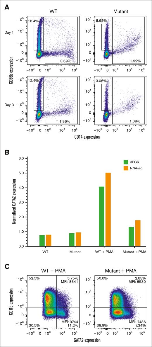 Effect of the enhancer mutation on HL-60 cell differentiation during growth or after PMA stimulation. (A) Comparison of neutrophil and monocyte markers on unstimulated HL-60 wt and A-to-T enhancer mutant cell lines after passage for 1 or 3 days. Cells were surface stained with an anti-human CD14 monoclonal antibody for monocyte differentiation (X-axis) and with an anti-human CD66b monoclonal antibody for neutrophil differentiation (Y-axis). Boxes indicate cells that are CD14– CD66+ (neutrophils) or CD14+ CD66b –/+ (monocytes or less differentiated cells). (B) Relative GATA2 RNA levels were measured +/− PMA by dPCR or RNA-seq: wt change 0.77 to 4.44, mutant change 0.92 to 1.47. Levels of GATA2 RNA were normalized with TBP (dPCR) or fragments per kilobase of transcript per million mapped reads (RNA-seq). (C) Cells were surface stained for CD11b (Y-axis) and intracellularly stained for GATA2 (X-axis) for control (CTL) or PMA-stimulated cells. All cells expressed GATA2 and were gated into low or high expressing cells (right quadrants), with the percentages for each quadrant shown. The mean florescence intensity (MFI) values are given.