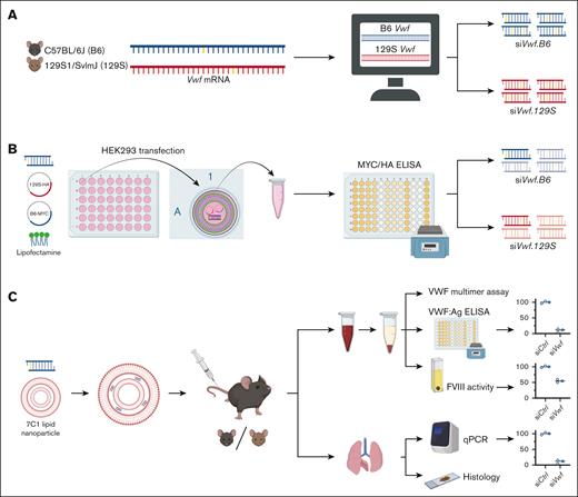 Schematic overview of the stepwise experimental approach to achieve siRNA-mediated allele-selective silencing of VWF; from in silico, to in vitro, and in vivo studies. (A) Using an alignment on the cDNA sequences of mouse inbred strains C57BL/6J (B6) and 129S1/SvImJ (129S), genetic differences between the strains’ Vwf gene were determined. Based on these genetic differences, an in-silico prediction analysis was performed to identify candidate strain-selective siRNAs. (B) Next, the candidate siRNAs were tested in vitro on activity and strain-selectivity. HEK293 cells were transiently co-transfected with a candidate siRNA and plasmids permitting expression of HA-tagged 129S-Vwf and MYC-tagged B6-Vwf using Lipofectamine 2000 as transfection reagent. VWF-MYC or VWF-HA protein was measured using an enzyme-linked immunosorbent assay (ELISA). siRNAs that were active and strain-selective in vitro were tested further in vivo on allele-selectivity. (C) For in vivo endothelial delivery, the lead candidate siRNAs were encapsulated in 7C1 LNPs. B6 or 129S mice were intravenously injected with nanoparticle-encapsulated siRNAs. Blood was drawn from the inferior vena cava, and plasma VWF protein levels were measured using ELISA. Lungs were harvested for measuring Vwf mRNA using quantitative polymerase chain reaction (qPCR) or VWF protein localization using immunofluorescent staining. This figure was created with Biorender.com.