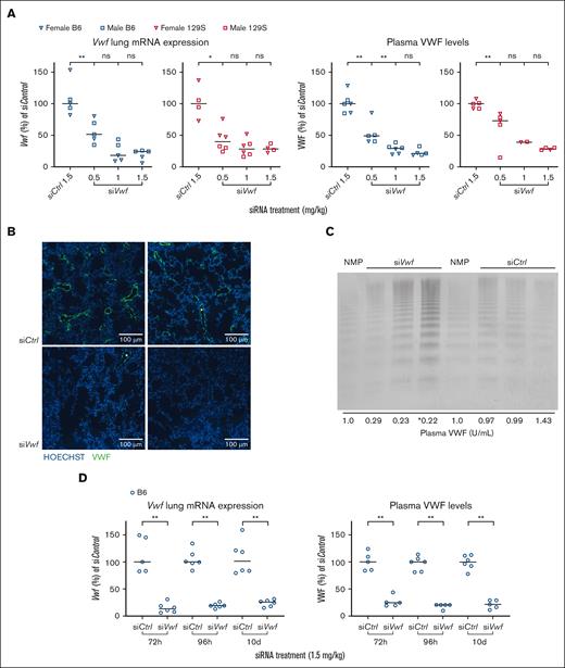 Feasibility of endothelial Vwf inhibition in vivo in mice using siVwf encapsulated in 7C1 oligomeric LNPs. (A) The nonselective siVwf was encapsulated in 7C1 LNPs and injected at a dose of 0.5 to 1.5 siRNA mg/kg in male (squares) and female (inverse triangles) B6 (blue symbols) and 129S (red symbols) mice. Lung Vwf mRNA (left 2 panels) and plasma VWF (right 2 panels) levels were determined and normalized to the scrambled siControl. (B) Images of immunofluorescent staining of 2 representative areas of the lungs of siControl- (left) and siVwf-treated (right) B6 mice. Images include nuclei staining (Hoechst) in blue and VWF in green. Scale bar is representative for 100 μm. (C) Representative VWF multimeric pattern of B6 mice treated with siVwf or siControl. Analysis was performed on platelet-free plasma, and NMP was used as a reference for normal multimer patterns. Samples loaded on the gel were diluted to a final sample concentration of 0.05 U/mL, except for ∗, where the sample concentration was accidentally 0.10 U/mL. At the bottom of this panel, the plasma VWF levels are indicated for the individual mice that were used for this VWF multimeric pattern analysis. (D) Duration of siRNA–mediated endothelial Vwf inhibition in B6 mice treated with siVwf (1.5 mg/kg) and at 72 hours, 96 hours, and 10 days after injection sacrificed for analysis of lung Vwf mRNA (left panel) and plasma VWF protein (right panel). n = 6 mice per group; however, 1 siControl-treated animal was removed because of a failed siRNA injection, incidentally a blood sample was removed because of unwanted clotting activation (as established visually). Values are presented as median with range. P ≥ 0.05, denotes not significant (ns); ∗P ≤ 0.05; ∗∗P ≤ 0.01.
