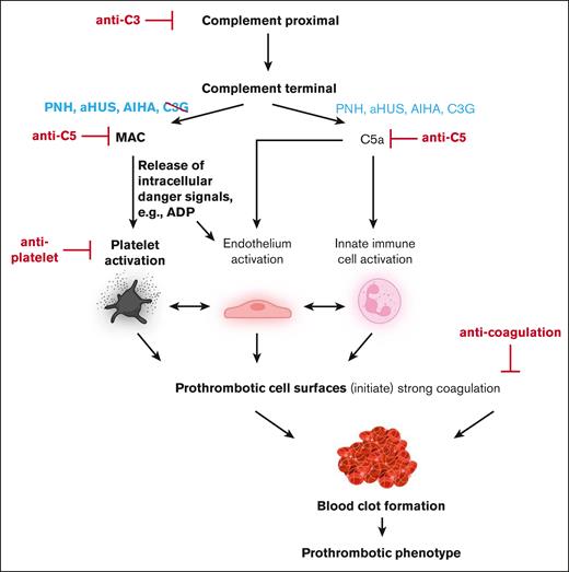 Schematic diagram of complement-induced prothrombotic phenotype. Strong proximal complement activation culminates in terminal pathway activation liberating C5a and inducing MAC assembly. Although C5a is liberated in C3G, PNH, aHUS, and autoimmune hemolytic anemia (AIHA), cytolytic MAC complexes are reported for the latter 3 but not C3G. MAC-mediated release of the intracellular danger signal ADP induces prothrombotic activation states of platelets and endothelial cells, culminating in thrombosis. Potential therapeutic intervention strategies are shown in red. Elements in bold font depict concepts derived from data of this study. The illustration was created with BioRender.com.