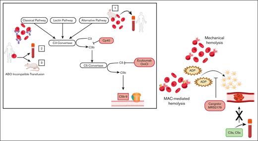 Hemolysis caused by either MAC formation or mechanical shearing of erythrocytes leads to prothrombotic platelet activation, through the release of ADP, which is blocked by the ADP-receptor antagonists, Cangrelor and MRS2179. Addition of isolated complement anaphylatoxins (C3a, C5a) to blood does not lead to platelet activation in the absence of hemolysis. Box: activation of (1) the alternative pathway of complement on rabbit erythrocytes or (2,3) the classical pathway on human erythrocytes through ABO incompatible transfusion was used to induce MAC-mediated lysis. ABO incompatible transfusion was stimulated (2) ex vivo by addition of human type AB erythrocytes into type O blood and (3) in vivo through transfusion of human type AB erythrocytes into rats possessing antihuman AB antibodies. Proximal (CP40) and terminal (eculizumab, OmCl) complement inhibitors block MAC-mediated hemolysis and downstream platelet activation.