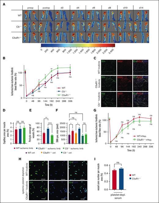 The platelet C5aR1 modulates ischemia-driven vessel growth. (A) WT, C5−/− or C5aR1−/− mice were subjected to HLI and analyzed after 2 weeks, and revascularization of the hindlimbs after femoral artery ligation was visualized by laser doppler fluximetry (LDI) under standardized conditions with the scale adapted to the experiment. Representative LDI images of mouse hind limbs after femoral artery ligation illustrate increased revascularization in C5aR1−/− animals compared with WT controls or C5−/− mice. (B) We found increased revascularization in C5aR1−/− animals in comparison to WT or C5−/− mice. Data are shown as the mean ± SEM (n = 5-8 animals per group) and are displayed as % of the perfusion in the contralateral control limb. ∗P < .05. (C) Representative images depicting capillaries (stained by IB4) and pericyte coverage (colocalization of IB4 and NG2) in the analyzed genotypes 14 days after induction of ischemia. (D) At day 14, there was no significant increase in capillary density in C5aR1−/− mice. Data represent the mean ± SEM. n = 9 to 12. (E) An increase in pericyte coverage was observable in C5aR1−/− mice compared with WT and C5−/− mice at day 14. Data represent mean ± SEM. n = 9 to 15. ∗∗P < .01, ∗∗∗P < .001. (F) Arteriolar abundance was highest in C5aR1−/− mice. There was an increase in arteries in ischemic hind limb muscle tissue compared with control tissue, which was significant for WT and C5aR1−/− mice but not for C5−/− mice. Data represent mean ± SEM. n = 6 to 9. ∗P < .05. (G) When WT or C5aR1−/− mice subjected to HLI were additionally treated with heparin, we observed no difference in revascularization anymore. Data are shown as the mean ± SEM (n = 6-8 animals per group) and are displayed as % of the perfusion in the contralateral control limb. (H) Furthermore, WT or C5aR1−/− mice were subjected to HLI, and platelets were depleted systemically by injection of platelet-depleting serum starting on the first day after induction of ischemia. This scheme induces persistent and pronounced platelet depletion, as verified previously.23 Vessel density in the gastrocnemius muscle of the ischemic limbs was quantified by immunofluorescence staining. The vessels were visualized by isolectin B4 (IB4 in green, nuclei in blue), and images of whole muscle sections were acquired as tile scans and analyzed. Fourteen days after the induction of ischemia, C5aR1−/− mice additionally treated with platelet-depleting serum exhibited no significant difference in comparison to WT mice. Images 400× original magnification, scale bars represent 10 μm. (I) Quantification of vessel core numbers per area at day 14 in WT and C5aR1−/− mice, which received platelet-depleting serum over 2 weeks, revealed no significant difference. Data represent the mean ± SEM. n = 7 to 8. n.s. = no statistically significant difference was observed.