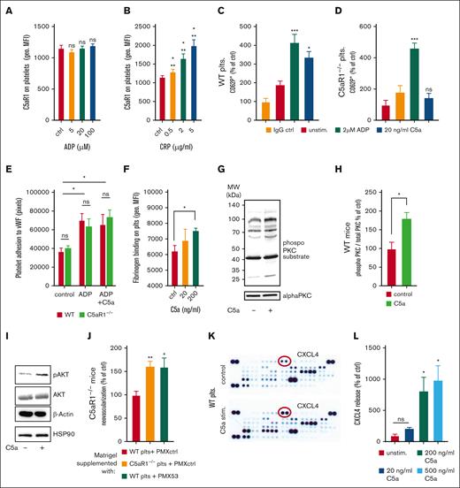 C5a treatment of platelets results in activation and mediator release. (A-B) Human whole blood was stimulated with ADP (A) or CRP (B), and the expression of C5aR1 on platelets was analyzed by flow cytometry. Data are shown as the mean ± SEM (n = 5) and are displayed as geometric mean fluorescence intensity (geo. MFI). (C-D) Citrated whole blood from WT and C5aR1−/− mice was stimulated using ADP, C5a, or vehicle control and assessed for the platelet activation marker P-selectin by flow cytometry. C5a-induced platelet activation in WT platelets (C) but not in C5aR1−/− platelets (D). Data are shown as the mean ± SEM (n = 5) and are displayed as % of control. The % gated CD62+ platelets in the vehicle-stimulated group represents 100%. ∗∗P < .001, ∗P < .05 in comparison to the IgG control. (E) Human isolated platelets were incubated on von Willebrand factor (vWF)-coated wells. After careful washing, adherent platelets were quantified. We observed an increase in adhesion upon ADP stimulation; however, no additional effect by C5a stimulation. There was no significant difference between WT and C5aR1−/− platelets. Data represent mean ± SEM. n = 4 to 8. ∗P < .05. ns = no statistically significant difference could be observed in between WT compared with C5aR1−/− platelets. (F) Murine platelets were isolated and stimulated using different concentrations of C5a. C5a induced a significant increase in platelet fibrinogen binding. Data are shown as the mean ± SEM (n = 5) and are displayed as geometric mean fluorescence intensity. ∗P < .05. (G) To uncover a potential signaling mechanism downstream of C5aR1 ligation, lysates of WT platelets were generated after vehicle control or C5a stimulation and samples were probed at equal protein concentrations for phosphoproteins as well as nonphosphorylated controls. C5a induced reproducible PKC phosphorylation as detected by a phospho-PKC substrate antibody, which detects phosphorylation of various PKC isoforms when phosphorylated at serine residues surrounded by Arg or Lys at the −2 and +2 positions and a hydrophobic residue at the +1 position.82 As control, we used PKC α. Displayed are representative images of at least 4 independent experiments. (H) Quantification of the phosphorylated signal relative to PKC α control signal is displaed. n = 4. The group of control-stimulated supernatant of WT platelets represents 100%. ∗P < .05. (I) Analysis of phosphorylated Akt revealed involvement in C5a-induced signaling in platelets. Displayed are representative images of at least 4 independent experiments. (J) C5aR1−/− mice were applied in the Matrigel plug in vivo assay, and platelets isolated from WT or C5aR1−/− mice were coinjected with the Matrigel solution. We observed a reversed phenotype, when WT platelets were used, but not when C5aR1−/− platelets or WT platelets treated with the small-molecule inhibitor PMX53 were applied. n = 5 to 10 plugs were analyzed. The group of C5aR1−/− mice reinjected with WT platelets represents 100%. ∗∗P < .01, ∗P < .05. (K) Washed murine WT platelets were stimulated with C5a. The supernatant was analyzed by a membrane-based antibody array. Specific mediators such as CXCL4 (red circles), were upregulated after stimulation with C5a (bottom) compared with the vehicle control (top). The strongest increase was observed for CXCL4. (L) Conventional enzyme-linked immunosorbent assay (ELISA) confirmed a significant dose-dependent increase in CXCL4 secretion from platelets after C5a stimulation. Maximum CXCL4 release is reached at a C5a concentration of 200 ng/mL, which was similar at 500 ng/mL. Data are shown as the mean ± SEM (n = 4-9) and are displayed as percentage of control. The CXCL4 protein level of unstimulated platelet supernatant represents 100%. ∗P < .05.
