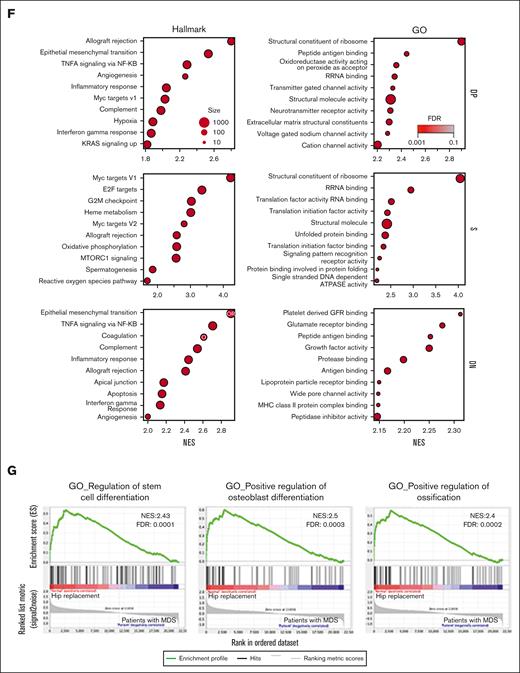 Distinct gene expression signature for mesenchymal subsets in patients with MDS. (A) Gating strategy for sorting distinct mesenchymal subsets from BM of patients undergoing hip replacement therapy or patients with MDS. Red gates indicate populations sorted for sequencing. (B) Frequency of mesenchymal subsets demonstrates no significant differences between patients undergoing hip replacement and patients with MDS. (C) Transcriptome-wide principal component analysis (PCA) of distinct mesenchymal subsets demonstrating the separation between patients undergoing hip replacement surgery and patients with MDS for populations DP, S, DN, and N. (D) Venn diagram demonstrating the overlap in DEGs between patients undergoing hip replacement surgery and those with MDS in the different mesenchymal subsets. (E) Heatmaps of DEGs (more than twofold change; FDR < 0.05) in distinct mesenchymal subsets between patients undergoing hip replacement surgery and patients with MDS. (F) Functional gene categories enriched in DP, DN, and S subsets of patients with MDS. (G) GSEA demonstrating decreased osteogenic differentiation in the S subset of patients with MDS. GO, gene ontology
