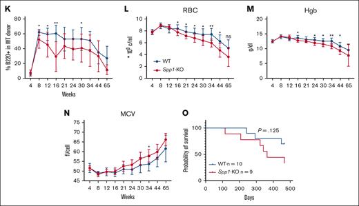 Accelerated progression of NHD13 MDS in Spp1-KO microenvironment. (A) A mix of NHD13STEM:WTCD45.2.STEM BM cells were transplanted in lethally irradiated CD45.2 WT (n = 10) or Spp1-KO (n = 9) mice at a ratio of 3:1. Mice were tracked via monthly peripheral blood analysis. (B-C) Chimerism analysis demonstrating a competitive advantage of WT over NHD13 donor cells in PB in both WT and Spp1-KO recipients. (D) Higher chimerism of NHD13 donor cells in Spp1-KO than in WT recipients. (E) Higher chimerism of WT donor cells in WT than in Spp1-KO recipients. (F) Higher contribution of NHD13 donor cells to peripheral blood myeloid compartment in Spp1-KO recipients. (G) Higher contribution of WT donor cells to peripheral blood myeloid compartment in WT recipients. (H) Very low contribution of NHD13 cells to donor CD3+ cells in WT and Spp1-KO recipients. (I) Competitor WT cells are a major source of donor derived CD3+ cells in WT and Spp1-KO recipients. (J) Very low contribution of NHD13 cells to donor B220+ cells in WT and Spp1-KO recipients. (K) Competitor WT cells are a major source of donor-derived B220+ cells in WT and Spp1-KO recipients. (L) Peripheral blood RBC count, (M) hemoglobin, and (N) mean corpuscular volume (MCV). (O) Survival analysis of WT and Spp1-KO animals that received NHD13 transplant. Data in panels B-N are presented as mean ± SD; ∗P < .05; ∗∗P < .01. Statistical significance was calculated using 2-way analysis of variance; multiple comparisons were corrected for using original FDR method of Benjamini and Hochberg.