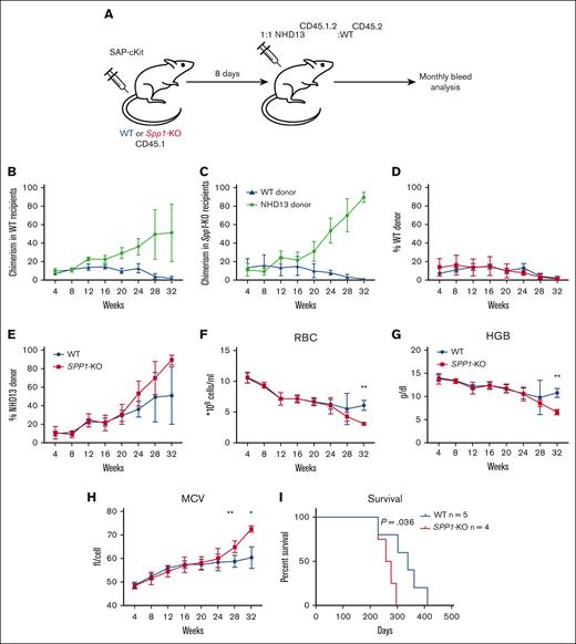 Accelerated progression of NHD13 MDS in SPP1-KO microenvironment uninjured by irradiation. (A) A mix of NHD13CD45.2.1:WTCD45.2 BM cells were transplanted in lethally irradiated CD45.2 WT (n = 5) or Spp1-KO (n = 4) mice at a ratio of 1:1. Mice were tracked via monthly peripheral blood analysis. (B-C) Chimerism analysis of donor cells in WT and SPP1-KO recipients. (D-E) A trend of higher chimerism of NHD13 donor cells in Spp1-KO than in WT recipients. (F) Peripheral blood RBC count, (G) hemoglobin, and (H) MCV. (I) Survival analysis of WT and Spp1-KO animals that received NHD13 transplant. Data in panels F-H are presented as mean ± SD; ∗P < .05; ∗∗P < .01. Statistical analysis was calculated using multiple Student t test.