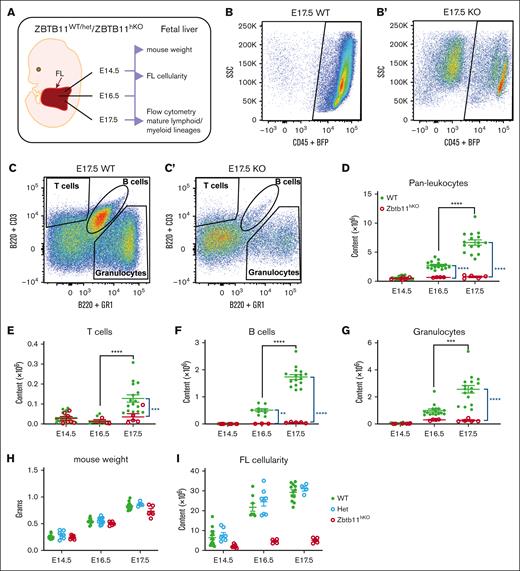 Homozygous Zbtb11 inactivation in the fetal hematopoietic compartment drastically impairs FL mature lymphoid and myeloid output. (A) Schematic description of the analysis. Flow cytometry analysis of FL at E17.5: dot plots showing the representative incidence of (B/B′) pan leukocytes (CD45+); (C/C′) granulocytes (Gr1+), T cells (CD3+), and B cells (B220+). Scatter plots showing the absolute quantification of total content at E14.5, E16.5, and E17.5: (D) CD45+ leukocytes, (E) T cells, (F) B cells, and (G) granulocytes. Mouse embryo weight (H) and FL cellularity (I) showed no haploinsufficiency effect in heterozygotes. For panels D and G: E14.5 WT, n = 22 and KO, n = 7; E16.5 WT, n = 16 and KO, n = 4; E17.5 WT, n = 16 and KO, n = 5. For panels E and F: E14.5 WT, n = 22 and KO, n = 7; E16.5 WT, n = 9 and KO, n = 3; E17.5 WT, n = 16 and KO, n = 5. For panel H: E14.5 WT, n = 15, Het, n = 7, and KO n = 7; E16.5 WT, n = 10, Het, n = 12, and KO, n = 5; E17.5 WT, n = 12, Het, n = 4, and KO n = 4. For panel I: E14.5 WT, n = 15, Het, n = 7, and KO, n = 7; E16.5 WT, n = 8, Het, n = 8, and KO, n = 4; E17.5 WT, n = 12, Het, n = 4, and KO n = 5. WT/controls; (green); KO, Zbtb11hKO (red); Het, Zbtb11WT/hKO (blue); data ± standard error of the mean. Two-way analysis of variance with Tukey (black) or Šídák (blue) multiple comparisons: ∗∗P < .01; ∗∗∗P < .001; ∗∗∗∗P < .0001.