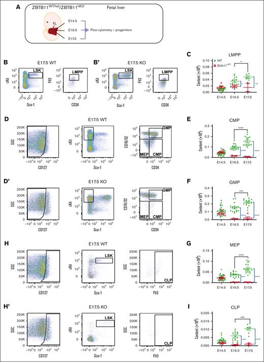 In the absence of Zbtb11, FL-committed progenitor numbers fail to increase. (A) Schematic description of the analysis. Flow cytometry analysis dot plots show representative incidence at E17.5: (B/B′) LMPP (LSKCD34+Flt3+); (D/D′) CMP (Lin−CD127−Sca-1−c-Kit+CD34+CD16/32−), GMP (Lin−CD127−Sca-1−c-Kit+CD34+CD16/32+), and MEP (Lin−CD127−Sca-1−c-Kit+CD34−CD16/32−); and (H/H′) CLP (Lin−CD127+Sca-1+cKit+Flt3+). Scatter plots showing the absolute quantification of total content at E14.5, E16.5, and E17.5: (C) LMPP, (E) CMP, (F) GMP, (G) MEP, and (I) CLP. For panels C and I: E14.5 WT, n = 22 and KO n = 7; E16.5 WT, n = 16 and KO n = 4; E17.5 WT, n = 8 and KO n = 2. For panels E-G: E14.5 WT, n = 22 and KO, n = 7; E16.5 WT, n = 16 and KO, n = 4; E17.5 WT, n = 16 and KO, n = 5. WT/controls (green); KO, Zbtb11hKO (red); data ± standard error of the mean. Two-way analysis of variance with Tukey (black) or Šídák (blue) multiple comparisons: ∗P < .05; ∗∗P < .01; ∗∗∗P < .001; ∗∗∗∗P < .0001. CLP, common lymphoid progenitor; GMP, granulocyte–macrophage progenitor; LMPP, lymphoid-primed multipotent progenitor; MEP, myeloerythroid progenitor.