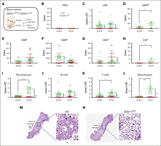 The absence of Zbtb11 in the hematopoietic compartment results in fetal BM failure. (A) Schematic description of the analysis. Scatter plots showing absolute quantification of total BM content at E16.5 and E17.5: (B) HSC, (C) LSK, (D) LMPP, (E) CMP, (F) GMP, (G) MEP (H), CLP, (I) pan leukocytes, (J) B cells, (K) T cells, and (L) granulocytes at E16.5 and E17.5. For panels B, C, E, F, G, I, and L: E16.5 WT, n = 22 and KO, n = 6; E17.5 WT, n = 16 description of the KO, n = 5. For panels D and H: E16.5 WT, n = 22 and KO, n = 6; E17.5 WT, n = 8 and KO, n = 2; For panels J and K: E16.5 WT, n = 15 and KO, n = 5; E17.5 WT, n = 16 and KO, n = 5. Hematoxylin and eosin staining of E17.5 femur sections for (M) WT and (N) Zbtb11hKO. Insets are original magnification ×7 of boxed area. Arrowheads indicate enucleated erythroid cells (M), and arrows indicate nucleated erythroid cells (N). WT, wild-type controls (green); KO, Zbtb11hKO (red); E, embryonic day; Data ± standard error of the mean. Two-way analysis of variance with Šídák multiple comparisons: ∗P < .05; ∗∗P < .01; ∗∗∗∗P < .0001.
