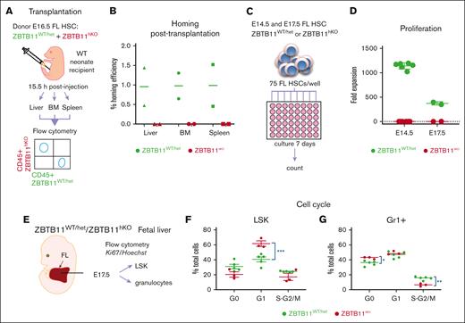 Functional failure of Zbtb11hKO HSC: failure to home after transplantation, failure to proliferate in vitro, and impairment of cell cycle progression. (A) Schematic description of the transplantation and homing analysis. (B) Homing efficiency of E16.5 Zbtb11hKO and WT FL HSCs transplanted into WT neonate. (C) Schematic description of the in vitro proliferation assay in which 75 immunophenotyped Zbtb11hKO or WT FL HSCs were seeded per well and cultured in growth medium. Cells were counted in each well on day 7 and divided by 75 to determine the fold expansion. (D) Flow cytometry quantification of in vitro proliferation assays: on day 7, E14.5 HSC culture resulted in mean = 133 Zbtb11hKO cells and 85 078 control cells, respectively; the average fold expansion was 1.78 and 1142.7 over initial seeding of 75 cells. (E) Schematic description of the cell cycle analysis. Cell cycle progression was assessed using the Ki67/nuclear DNA (Hoechst) ratio for (F) LSK and (G) granulocytes (Gr1+) at E17.5. For panel B, n = 2 independent experiments. For panel D: E14.5 WT, n = 6 and KO, n = 6; E17.5 WT, n = 2 and KO, n = 2. For panels F and G: WT, n = 5 and KO, n = 3; WT/controls (green); KO, Zbtb11hKO (red); data ± standard error of the mean. Two-way analysis of variance with Šídák multiple comparisons: ∗P < .05; ∗∗P < .01; ∗∗∗P < .001.