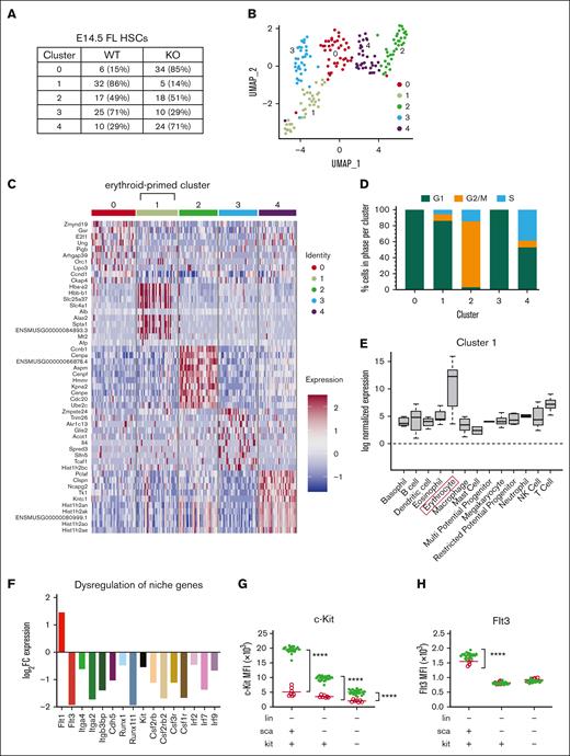 scRNAseq analysis of WT and Zbtb11hKO HSCs reveals underrepresentation of Zbtb11hKO HSCs in the cluster characterized by an erythroid signature and dysregulation of niche gene expression. (A) Distribution of cells based on the number, proportion (%), and genotype for each cluster. Clusters 1 and 3 are disproportionately comprised of WT cells, whereas clusters 0 and 4 are disproportionately comprised of KO cells. (B) Uniform Manifold Approximation and Projection plot of unsupervised clustering identified 5 subpopulations of E14.5 FL HSCs (LSK/SLAM). (C) Heatmap of normalized log-expression values for the top 10 cluster-specific marker genes. Column colors represent the cluster identity to which each cell is assigned. (D) Distribution of cell cycle phase within each cluster. (E) Enrichment of log normalized gene expression of top 10 upregulated genes in each cluster was evaluated across individual hematopoietic lineages defined using the Haemopedia Mouse RNAseq data set, which contains 129 samples classified into 13 cell lineages and 57 cell types.46 Expression of marker genes for cluster 1 shows enrichment for erythrocyte lineage (boxed) genes. (F) Differential expression of hematopoietic niche genes in unclustered E14.5 FL Zbtb11hKO HSCs compared with WT HSCs. Y-axis shows the log2FC (fold change) gene expression level, with a false discovery rate < 0.05. Mean fluorescence intensity (MFI) of c-Kit (G) and Flt3 (H) protein in Zbtb11hKO and WT control progenitors at E14.5. WT/controls (green); KO, (red); fluorescence intensity of the protein is shown along the y-axis; data ± standard error of the mean. Two-way analysis of variance with Šídák multiple comparisons: ∗∗∗∗P < .0001.