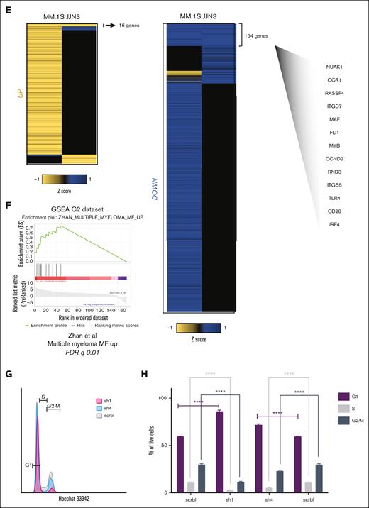 The oncogenic MAF-associated transcriptome. (A) MAF expression by RNA sequencing (RNA-seq) (top) and MAF messenger RNA quantification via qPCR (bottom) in the same primary myeloma PC samples (dark) compared with myeloma cell lines (light) and healthy donor PCs (boxed). Shaded in gray are the MAF-translocated cells. Expression via qPCR normalized to GAPDH, using 2 delta CT method relative to a housekeeping gene: MF; MAF, MS; MMSET, CD1; and CCND1. (B) Volcano plot showing differential gene expression in MAF primary myeloma cells as compared with healthy donor (ND) bone marrow plasma cells (Padj < .05; log2FC ≥1.5). Genes highlighted for illustration represent previously validated MAF target genes in myeloma (NUAK1, CCR1, and ITGB7) or genes previously associated with the MF molecular group in gene expression studies. (C) GSEA of the genes upregulated in MAF primary samples (MAF s1 and MAF s2) compared with healthy PCs (ND1, ND2, and ND3). Only pathways with false discovery rate q value < .05 are shown. (D) Heatmap of selected genes depicting significant differential expression compared with healthy PCs across genetic subgroups. (E) Heatmaps showing shared upregulated and downregulated genes in the MM.1S and JJN3 MAF-translocated cell lines transduced with anti-MAF short hairpin 1 RNA (sh1-RNA) and sh4-RNA, compared with the scrbl control. A selective list of differentially downregulated genes common to both cell lines is shown and includes genes previously associated with the MAF molecular group (CCND2, NUAK1, CCR1, and ITGB7) as well as genes not previously linked specifically to MAF in myeloma (FLI1, MYB, CD28, IRF4, and ITGB5). (F) GSEA of genes differentially downregulated by MAF knockdown in both cell lines, against the MF subgroup top upregulated genes, as previously identified by Zhan et al (G–H). Cell cycle analysis performed on transduced MM.1S cells on day 6 of the experiment. Cells were gated on green fluorescent transduced live cells that are double negative for annexin V and propidium iodide staining. Hoechst stain was used to assess the cell cycle. In each panel, an overlay of representative flow cytometry histograms is shown (G) along with bar graphs showing the mean percentage (and standard deviation) of cells found at each cell cycle stage (H). ∗∗∗∗P < .0001; 2-way analysis of variance (ANOVA; Tukey post hoc multiple comparisons correction) for n = 3 independent experiments. HY, hyperdiploid, ns, nonsignificant.